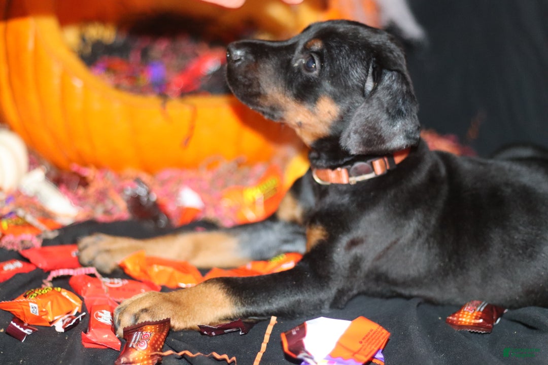 Doberman Pinscher dogs for sale: Swiss - Ad 3