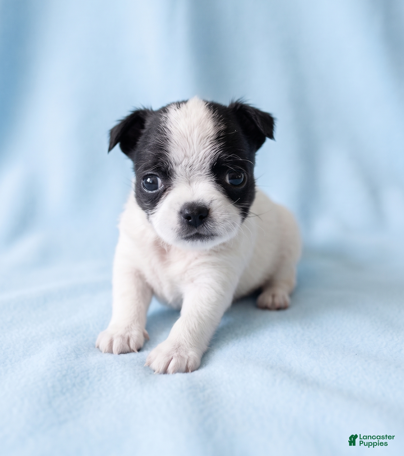 Mixed Breed dogs Buster - Ad 1