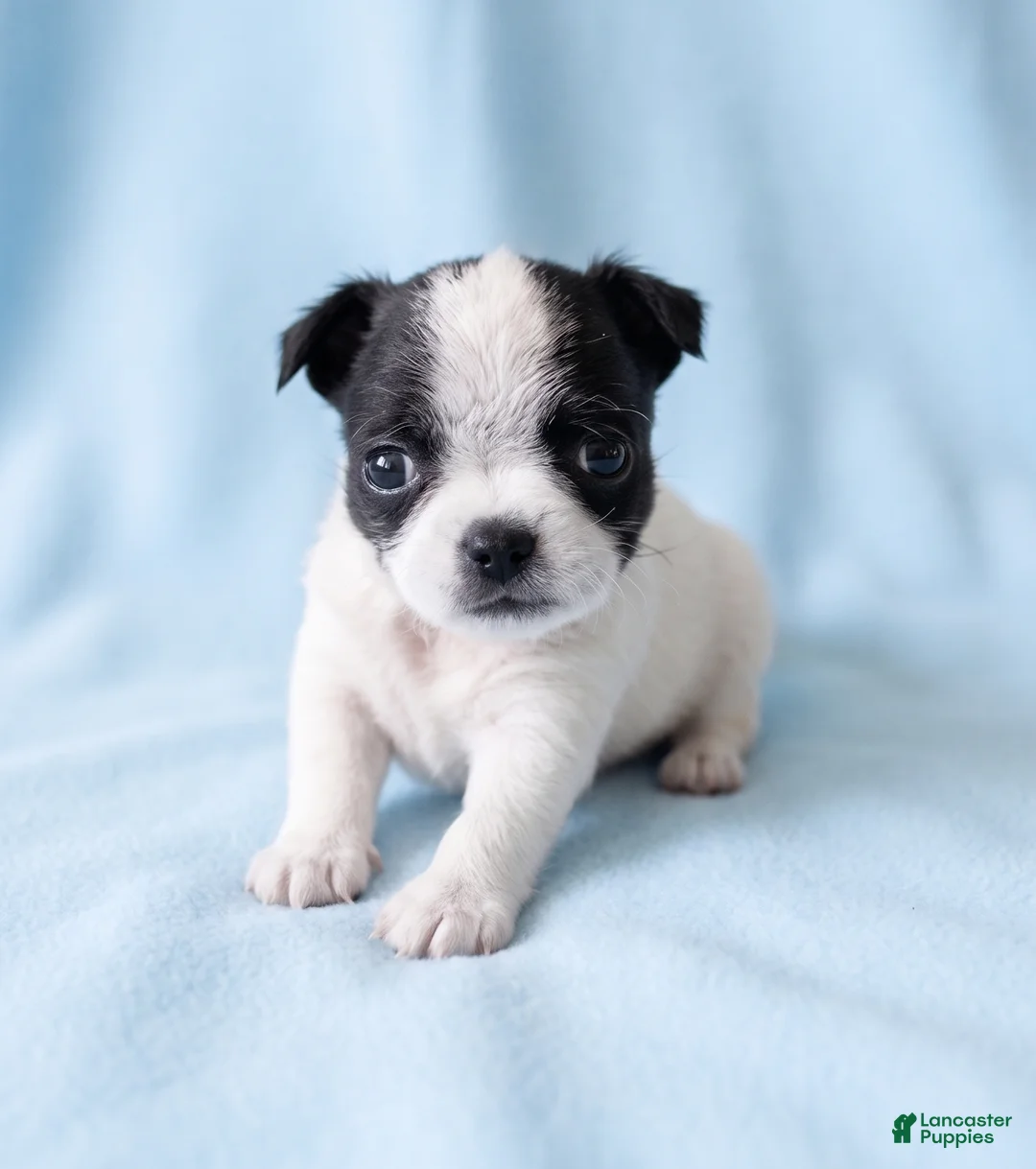 Mixed Breed dogs for sale: Buster - Ad 1