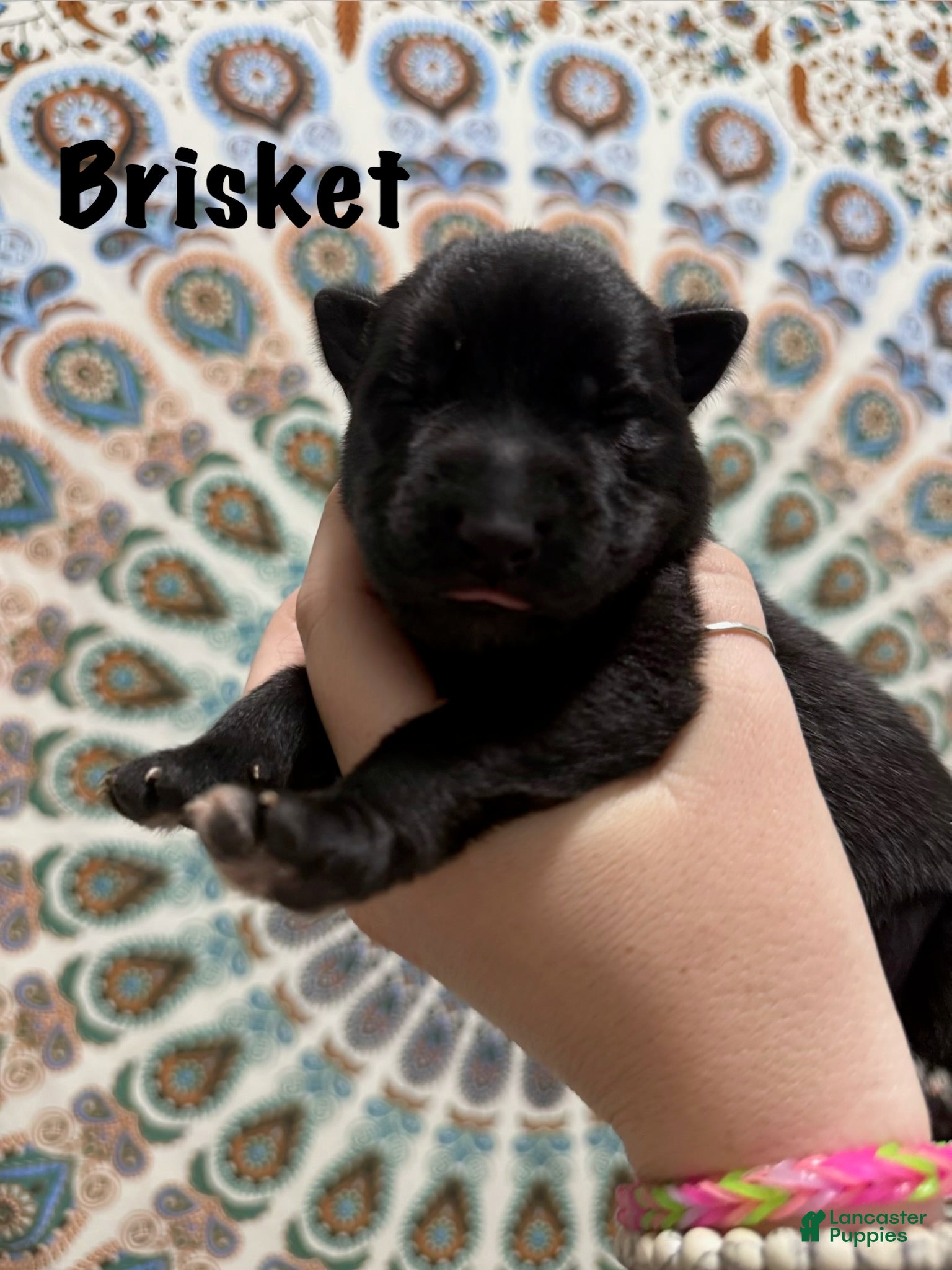 German Shepherd dogs Brisket - Ad 2