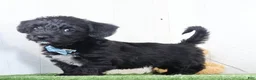 Yochon dogs for sale: Pepper - Ad 3
