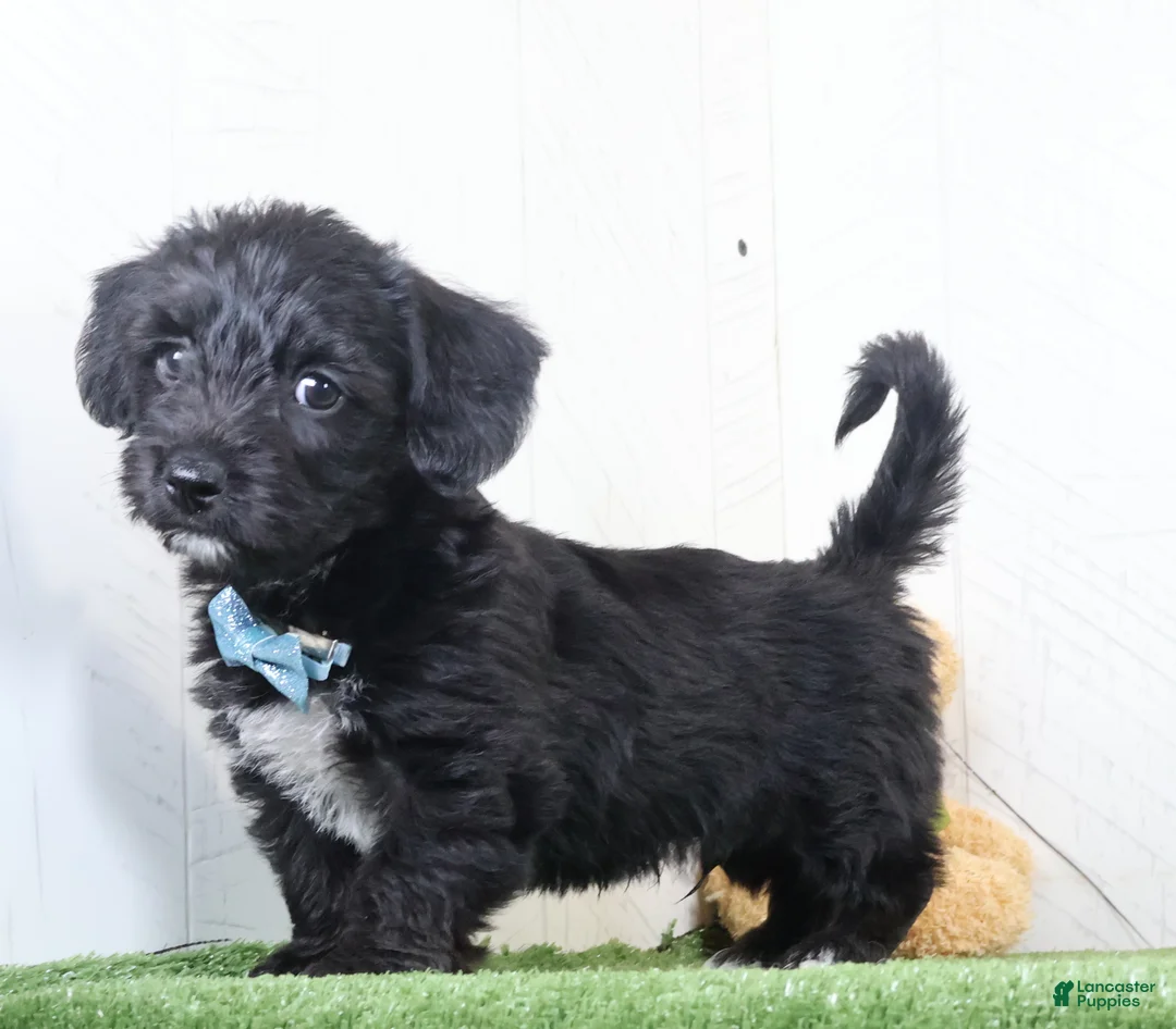 Yochon dogs for sale: Pepper - Ad 3