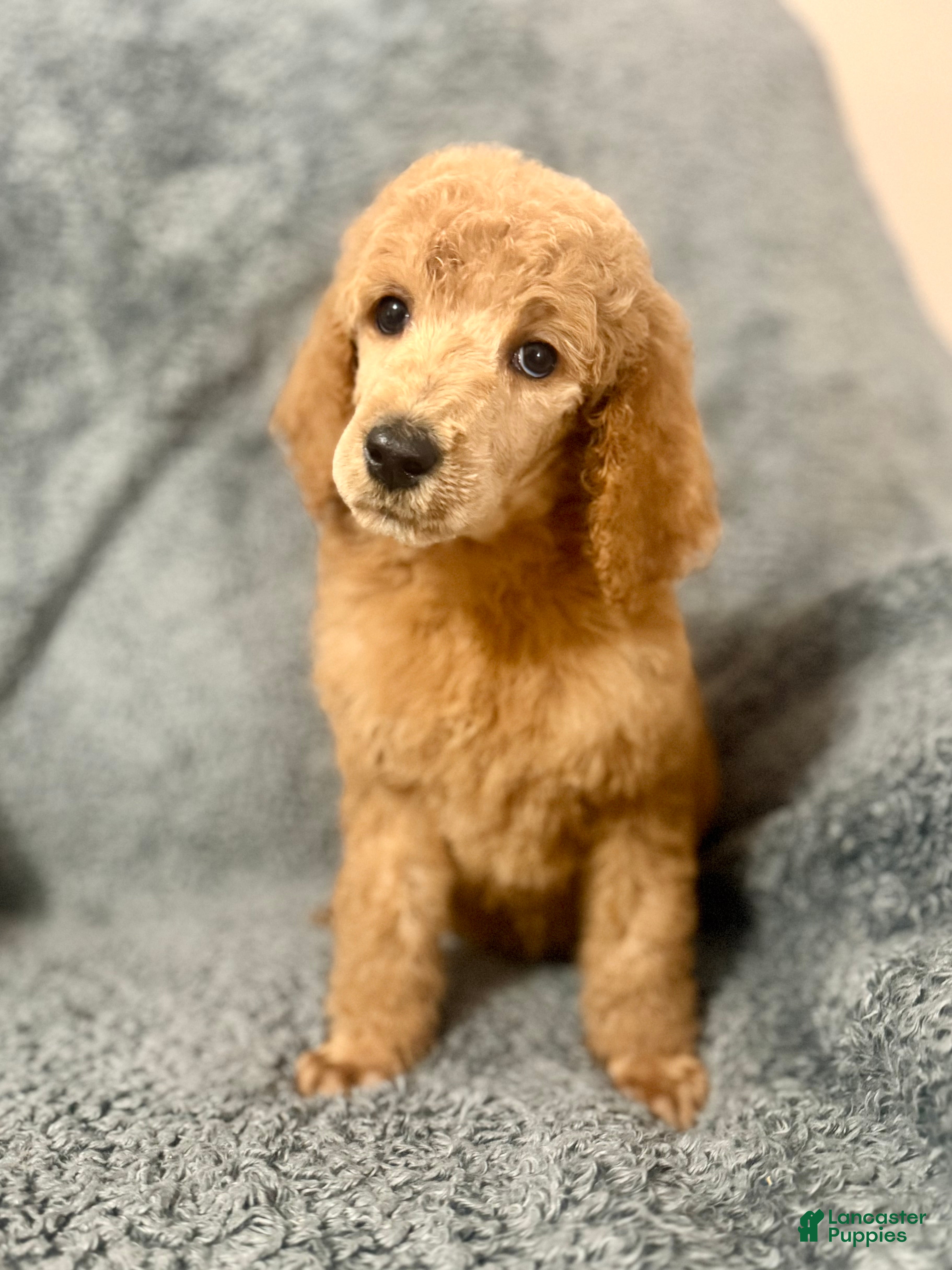 Standard Poodle dogs for sale: Orange  - Ad 1