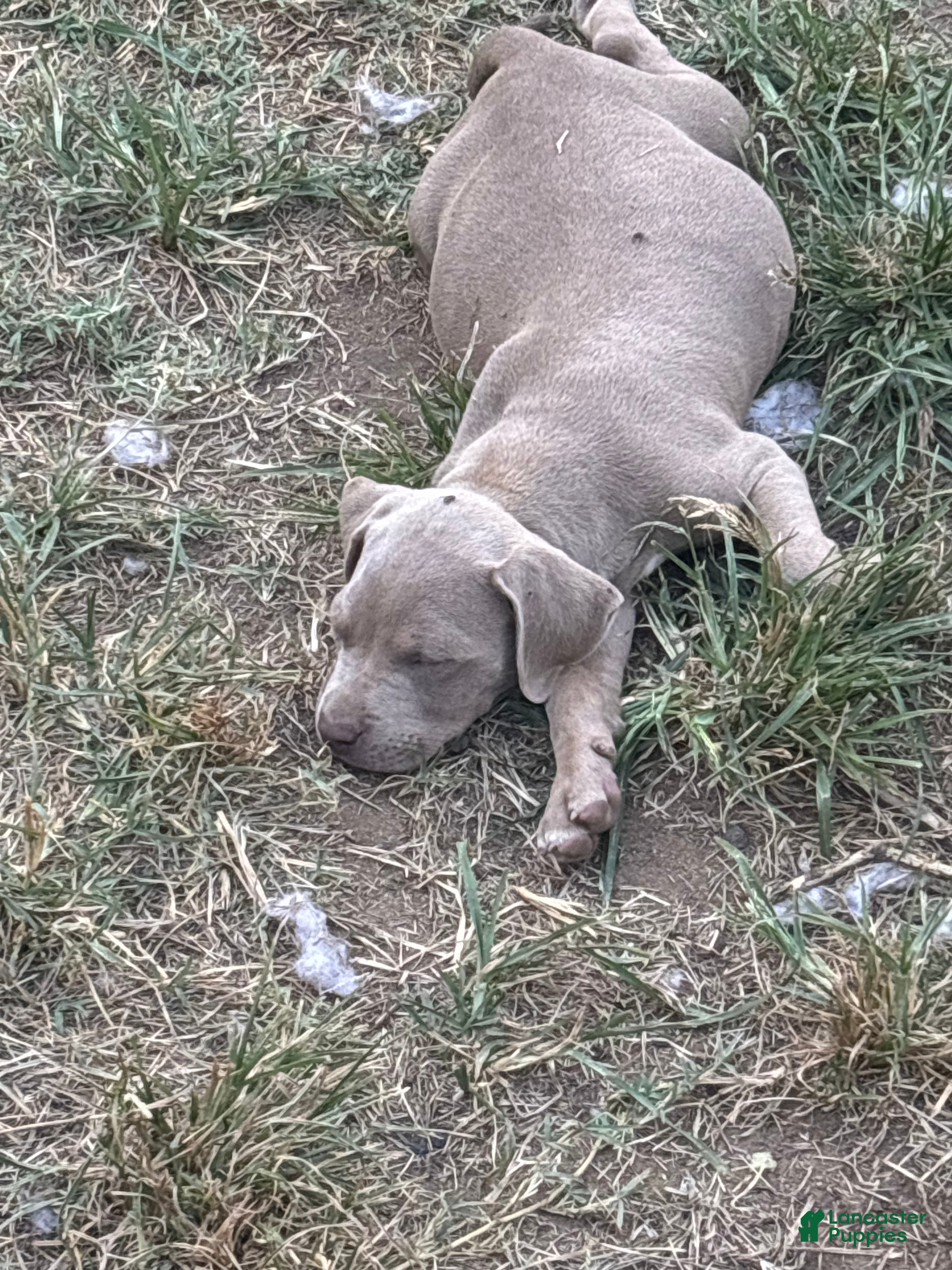 American Bully dogs American Bully 1 - Ad 2