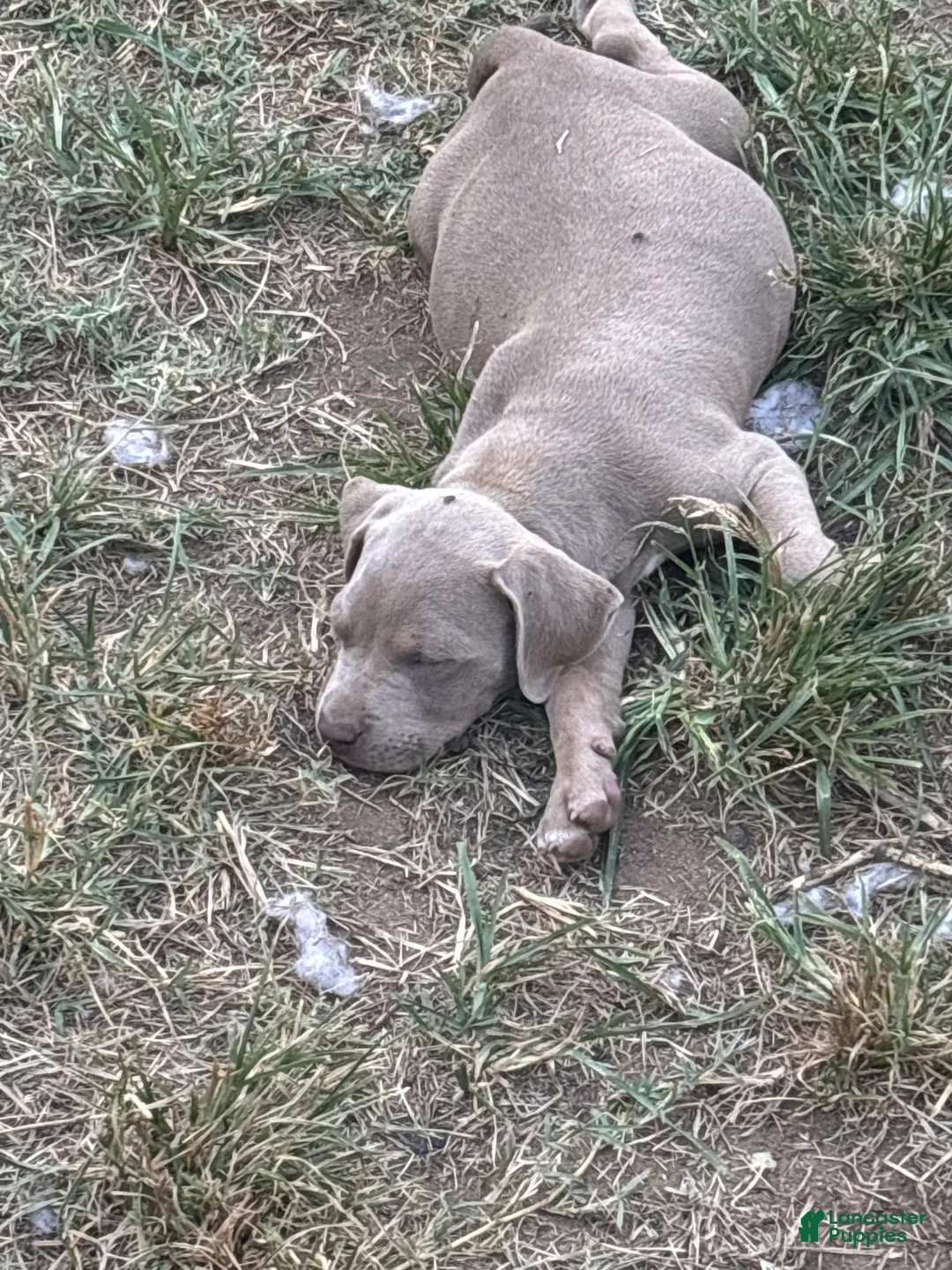 American Bully dogs for sale: American Bully 1 - Ad 2