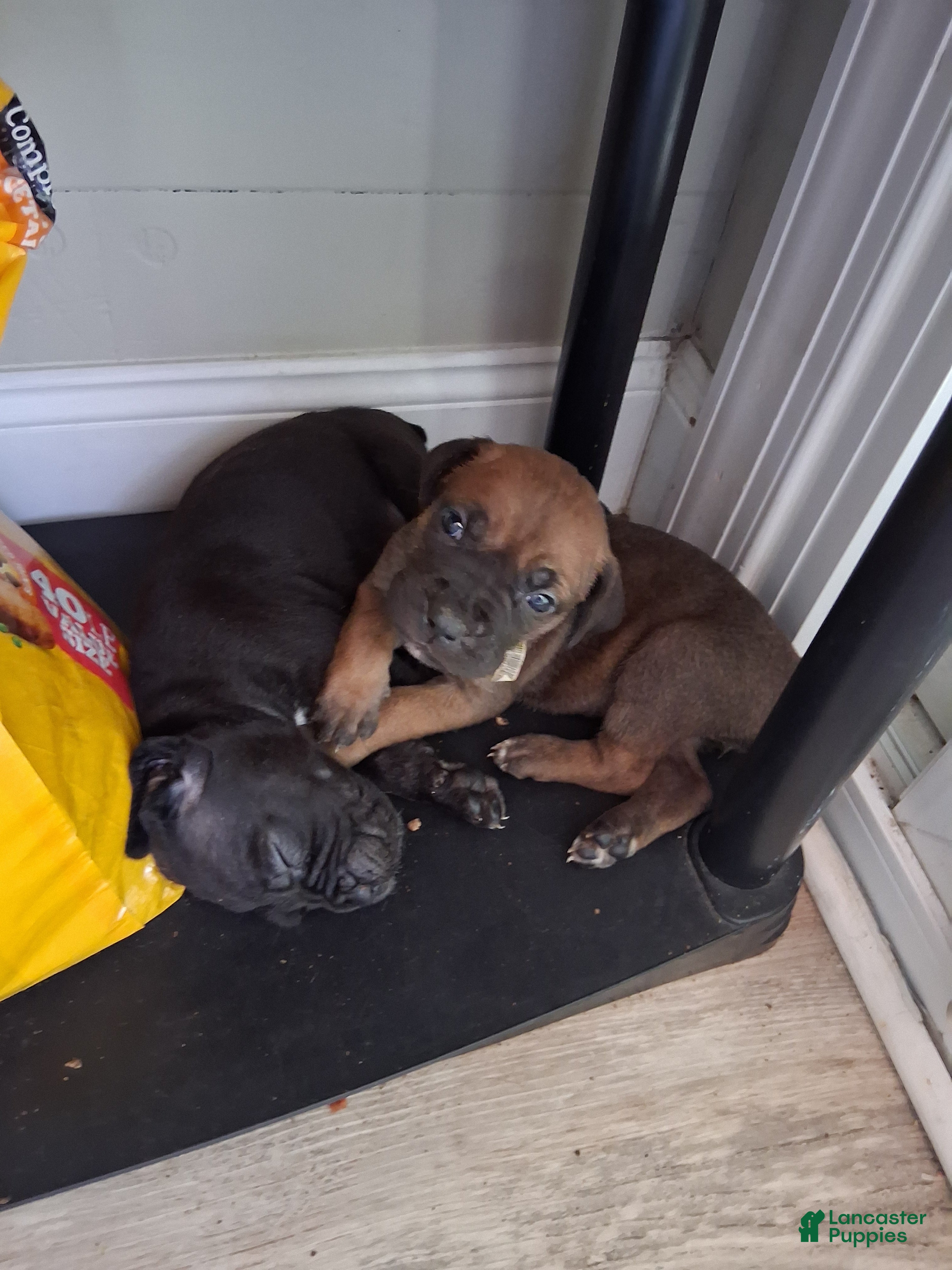 Cane Corso dogs Cane Corso Puppy 3 - Ad 9