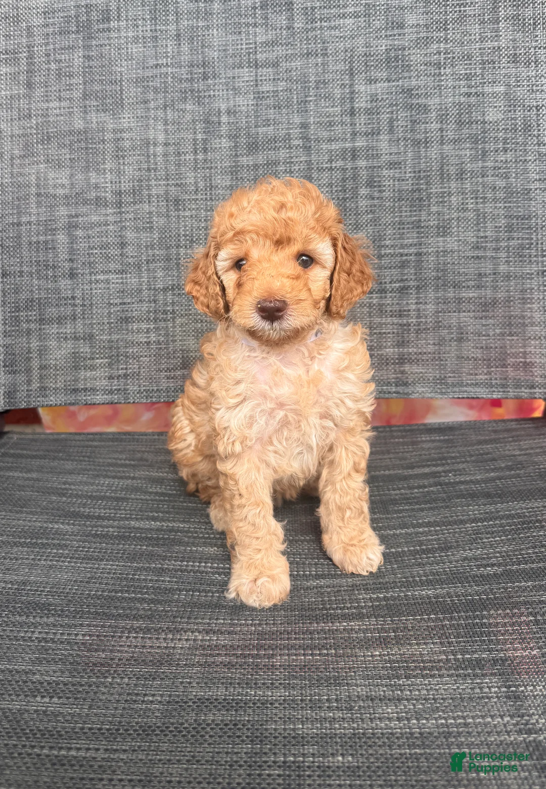 Toy Poodle dogs for sale: Angella  - Ad 2