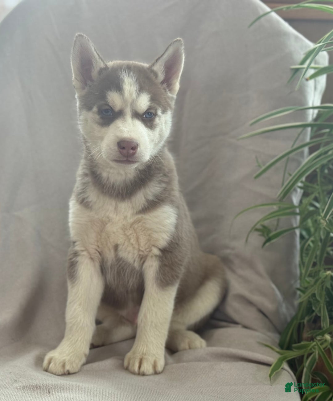 Siberian Husky dogs for sale: Ledger - Ad 6