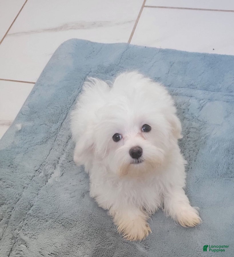 Maltese dogs for sale: Casper - Ad 5