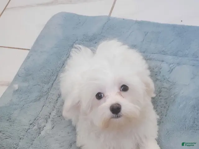 Maltese dogs for sale: Casper - Ad 5