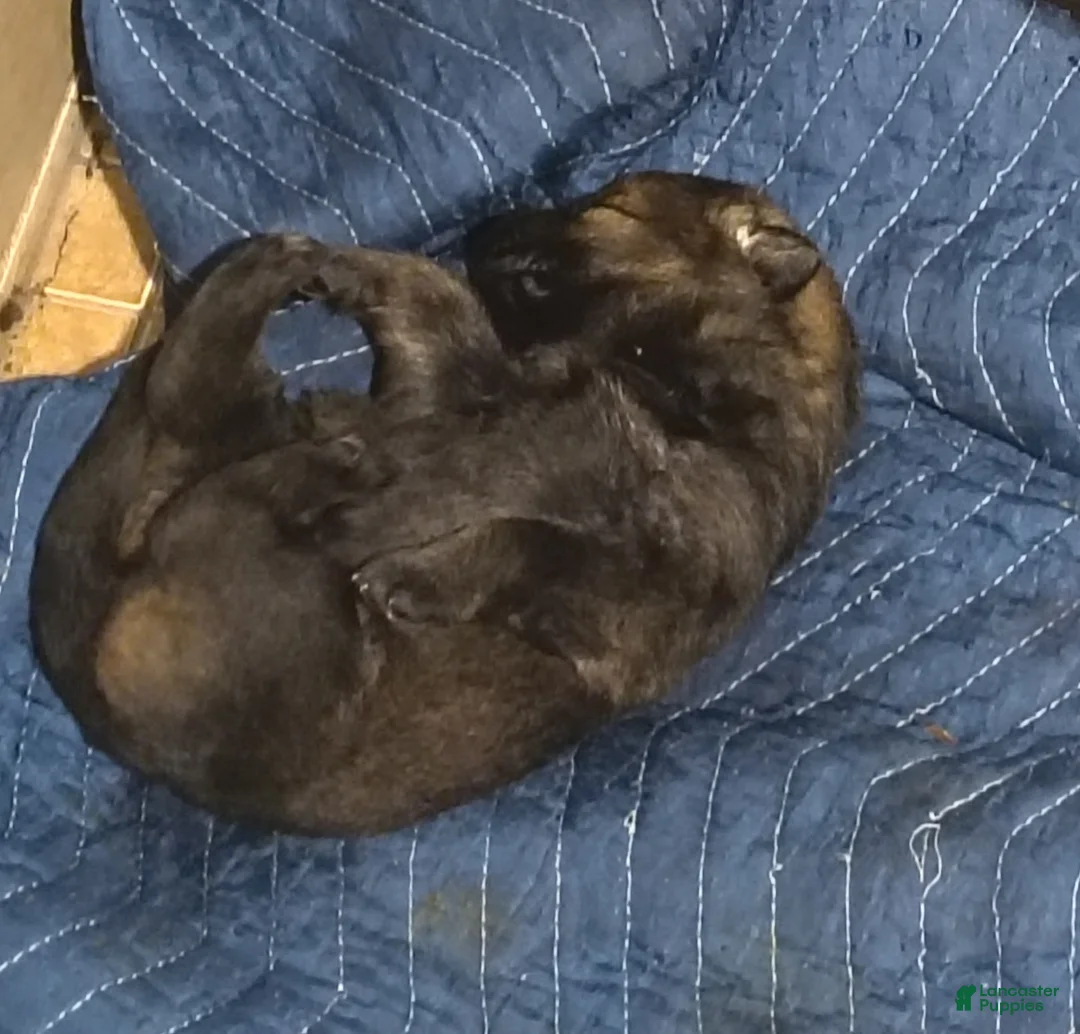 German Shepherd dogs for sale: German Shepherd Puppy 5 - Ad 1