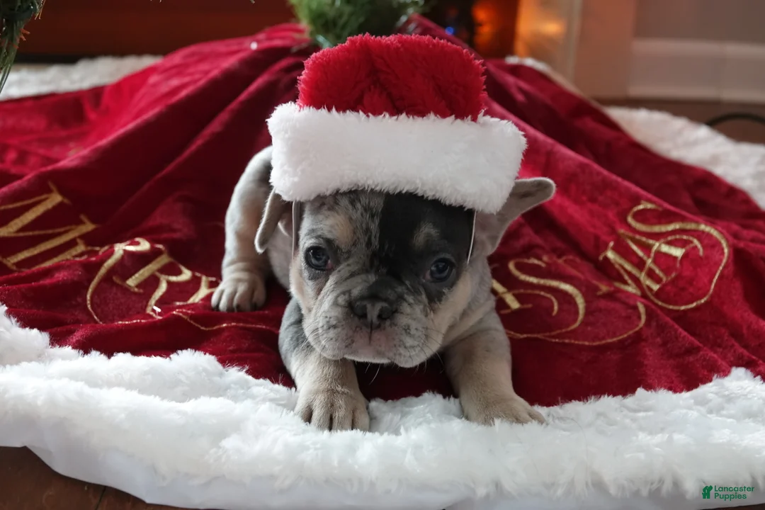 French Bulldog dogs for sale: DAISY - Ad 5