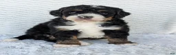 Mini Bernedoodle dogs for sale: Mini Nemo  - Ad 15
