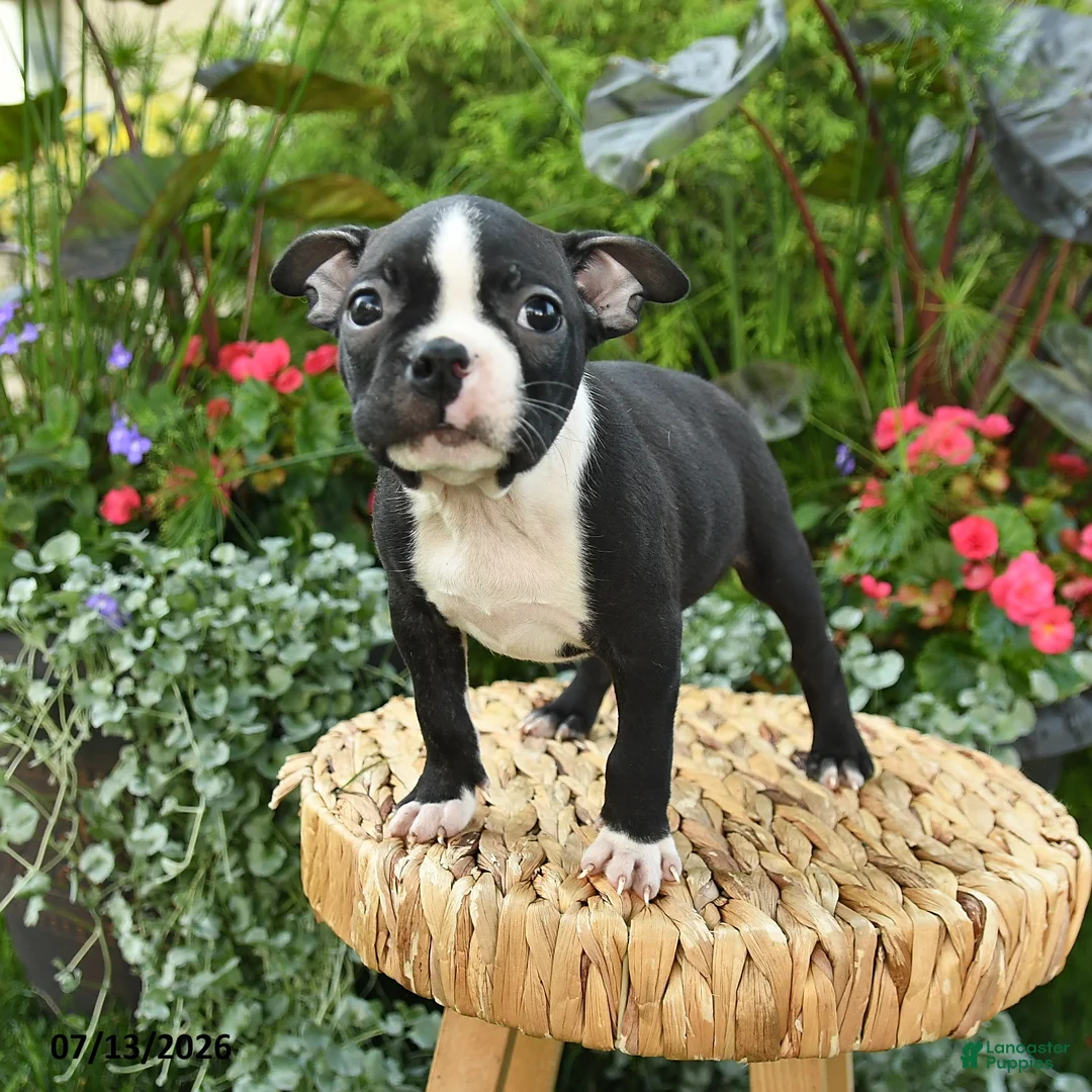 Boston Terrier dogs for sale: Benett - Ad 2