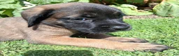 English Mastiff dogs for sale: Georgia - Ad 1