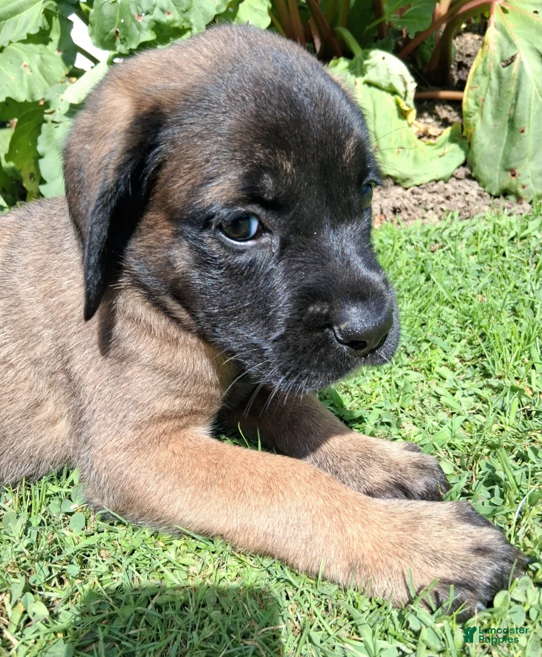 English Mastiff dogs for sale: Georgia - Ad 1