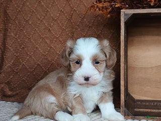 Havanese dogs - Ad 23