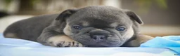 French Bulldog dogs for sale: Mia French Bulldog  - Ad 5
