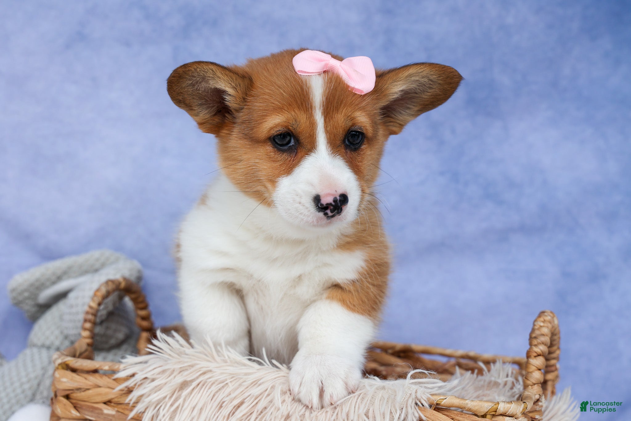 Welsh Corgi Pembroke dogs 🐾 MEET WREN 🐶❤️ - Ad 1