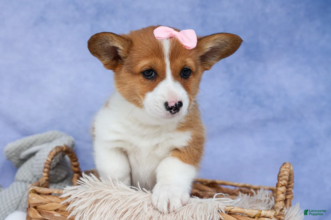 Welsh Corgi Pembroke dogs for sale: 🐾 MEET WREN 🐶❤️ - Ad 1