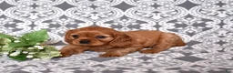 Cavalier King Charles Spaniel dogs for sale: Rusty - Ad 6