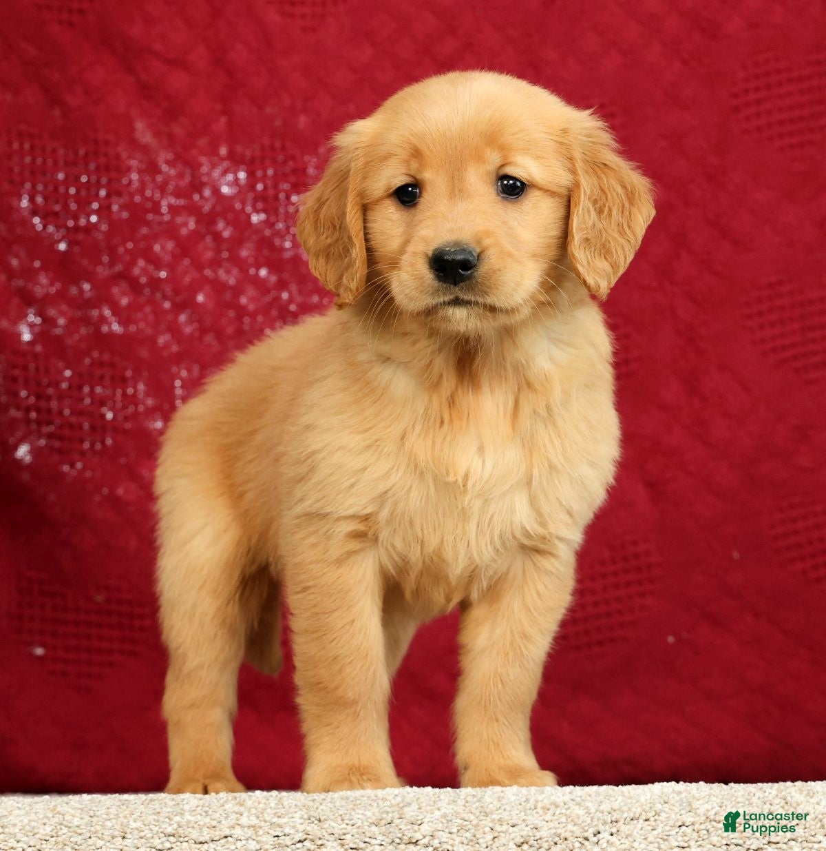 Golden Retriever dogs for sale: Daisy - Ad 2