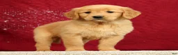 Golden Retriever dogs for sale: Daisy - Ad 2