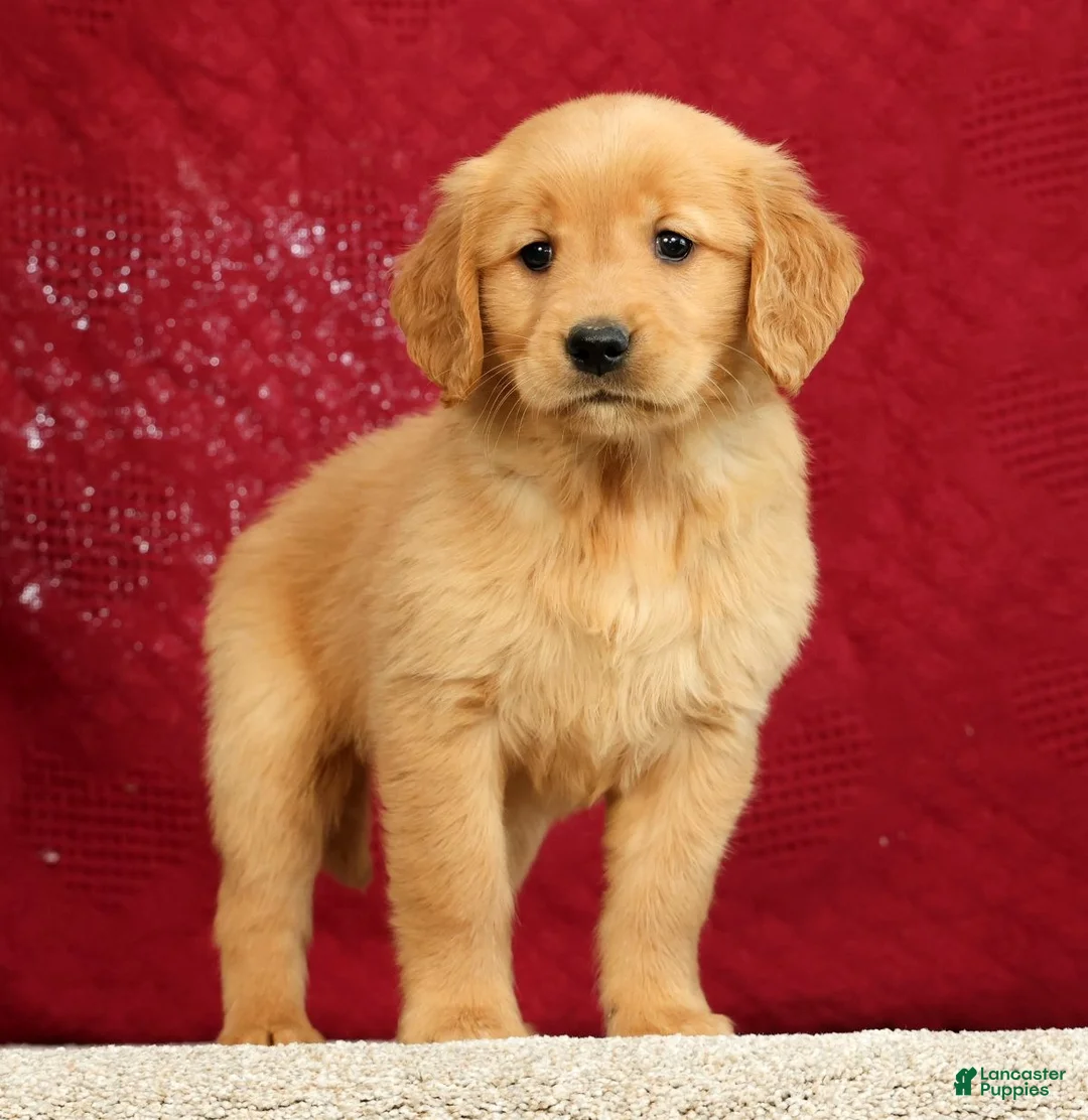 Golden Retriever dogs for sale: Daisy - Ad 2