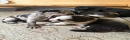 Catahoula Leopard Dog dogs for sale: Ember - Ad 4