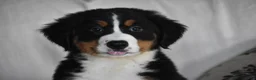 Bernese Mountain Dog dogs for sale: Maggie - Ad 2