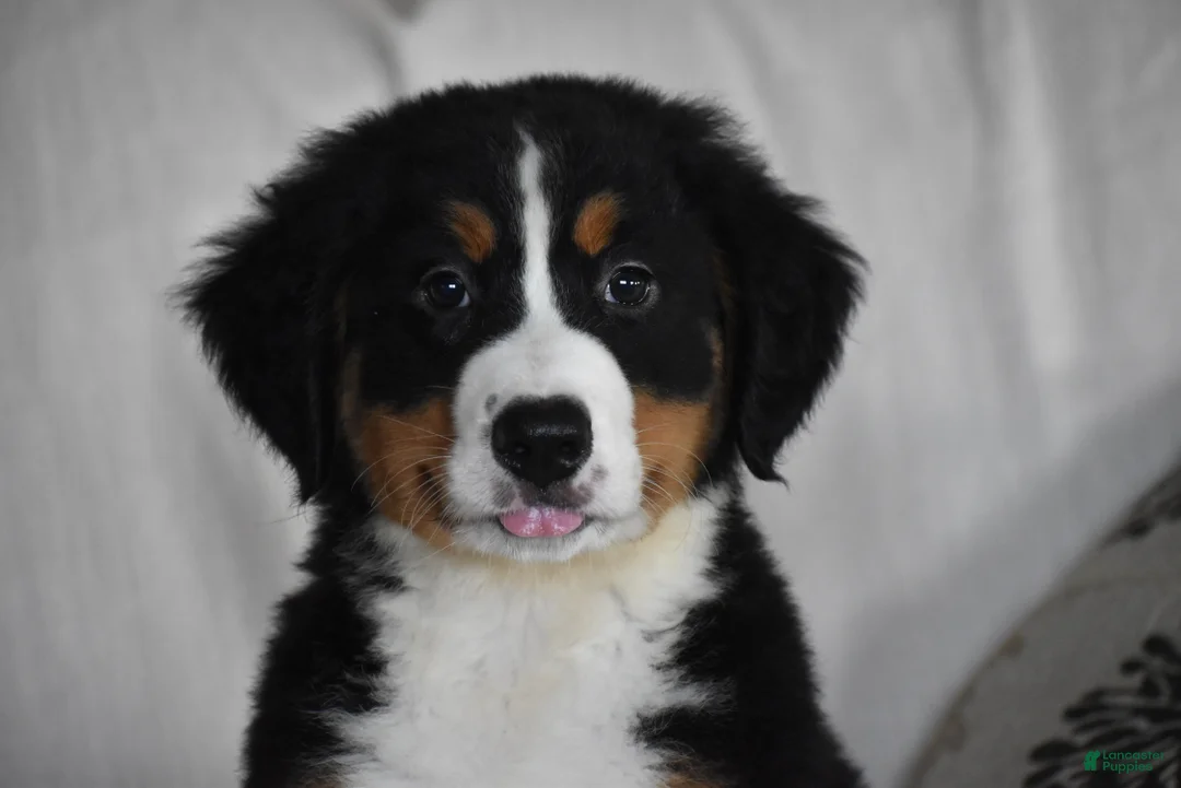 Bernese Mountain Dog dogs for sale: Maggie - Ad 2