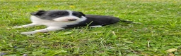 Border Collie dogs for sale: Daisy - Ad 5