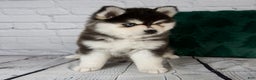 Pomsky dogs for sale: Gina - Ad 3