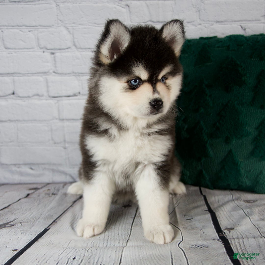 Pomsky dogs for sale: Gina - Ad 3