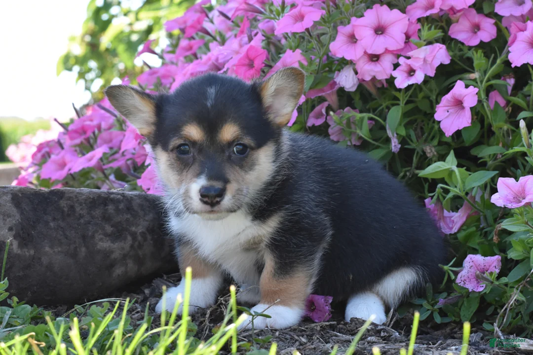 Welsh Corgi Pembroke dogs for sale: Chloe - Ad 2