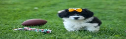 Corgipoo dogs for sale: NORMAN - Ad 14