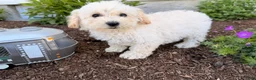 Bichpoo dogs for sale: Maddie - Ad 5