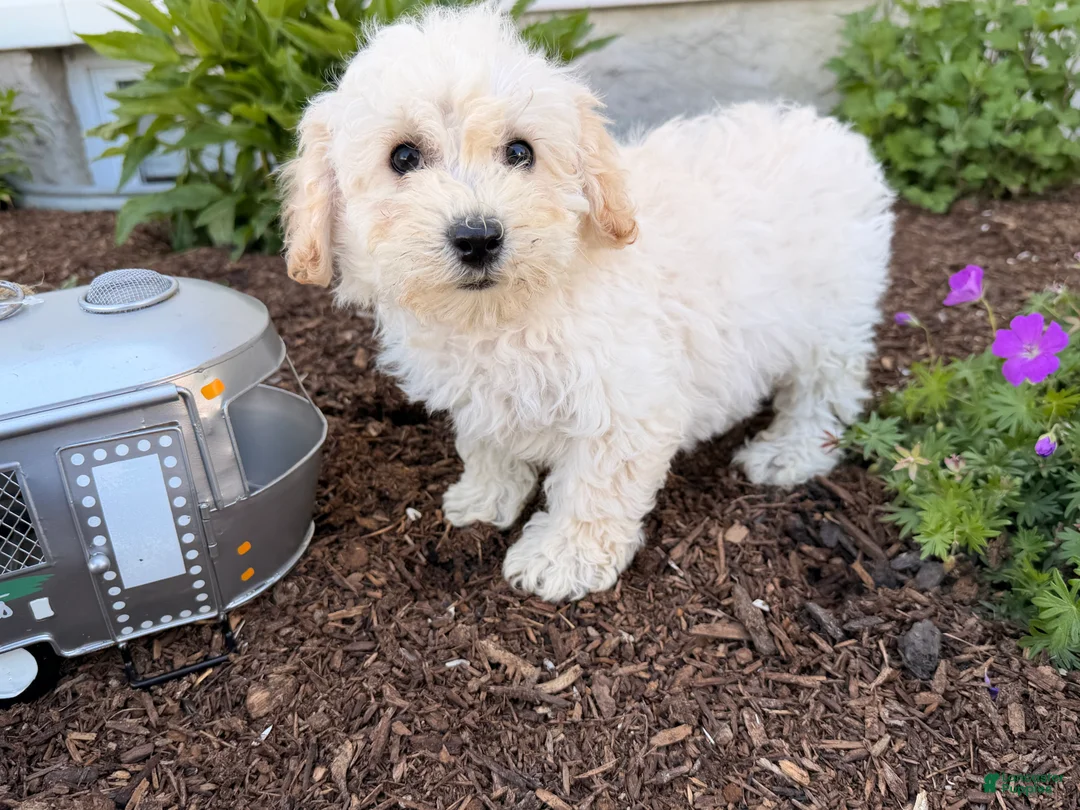 Bichpoo dogs for sale: Maddie - Ad 5