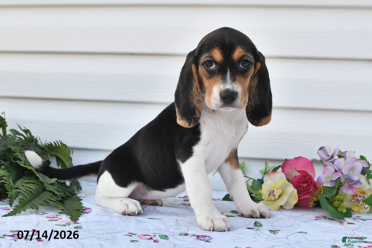 Beagle dogs Amy - Ad 2