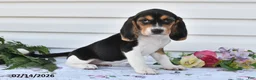 Beagle dogs for sale: Amy - Ad 2