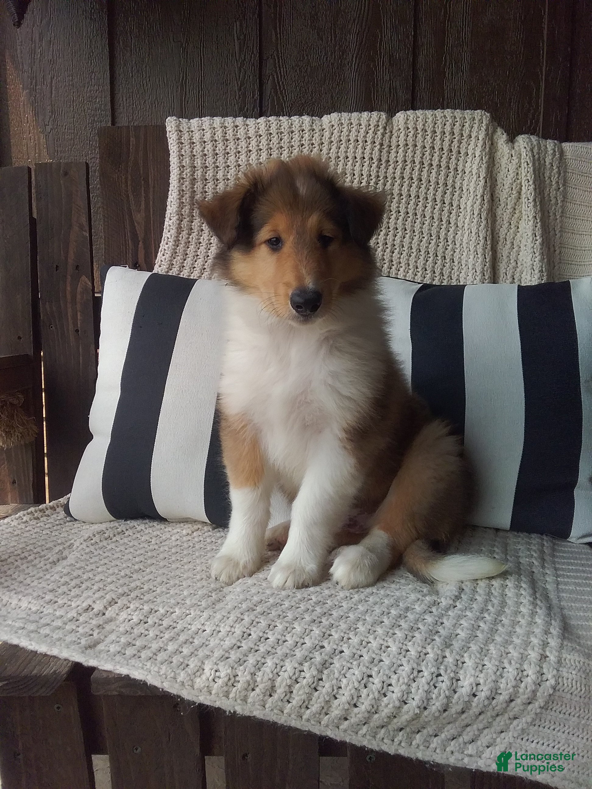 Collie dogs Milo - Ad 1