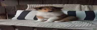 Milo
