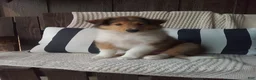Collie dogs for sale: Milo - Ad 1