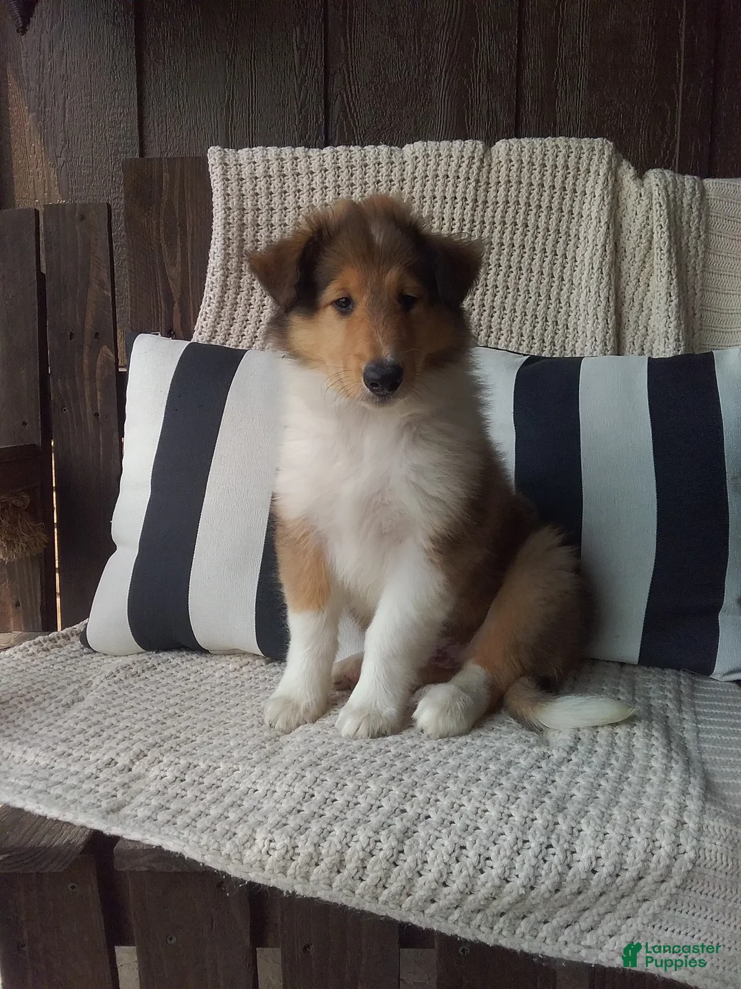 Collie dogs for sale: Milo - Ad 1