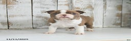 Boston Terrier dogs for sale: Winter - Ad 3