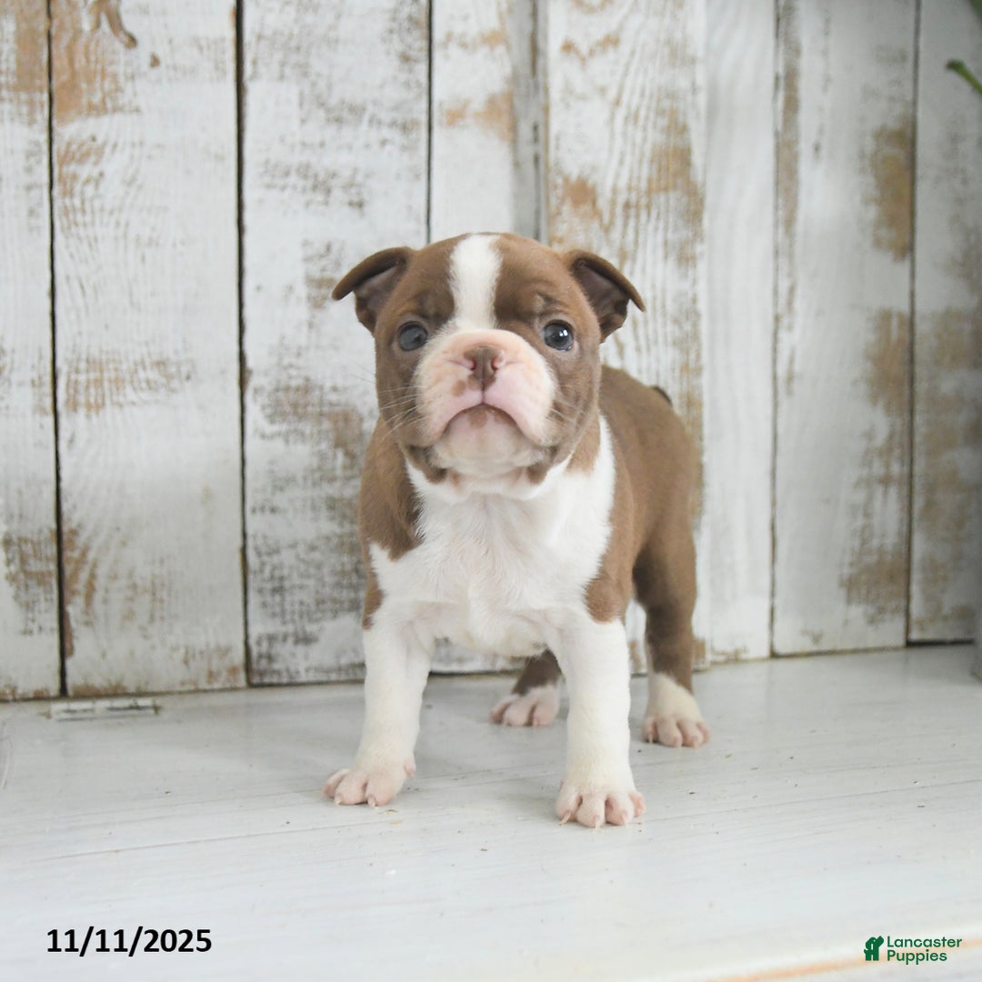 Boston Terrier dogs for sale: Winter - Ad 3