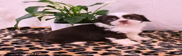 Shih Tzu dogs for sale: Stacy - Ad 1