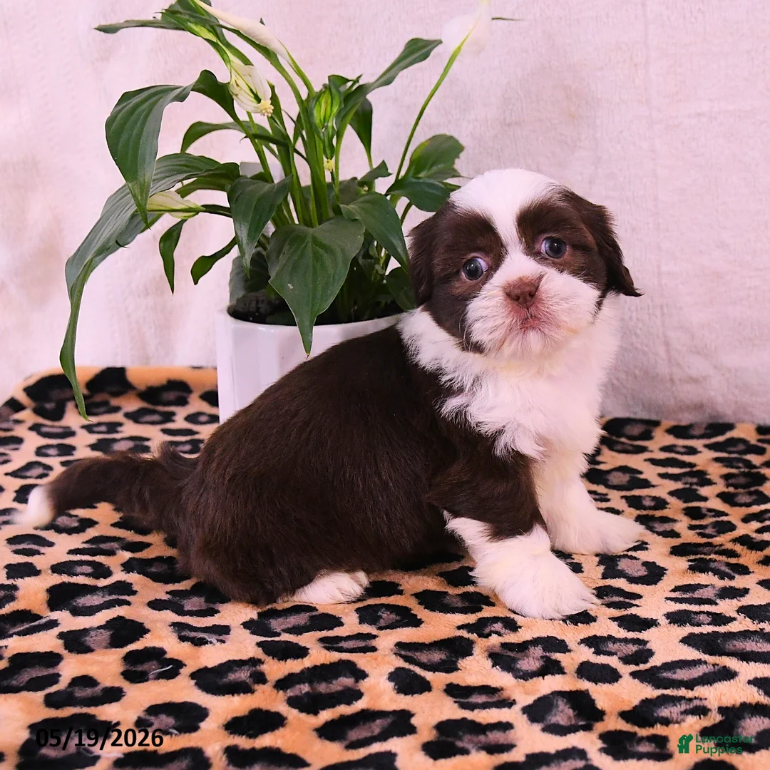 Shih Tzu dogs for sale: Stacy - Ad 1