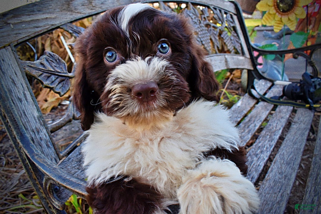 Havapoo dogs for sale: Pilot - Ad 6