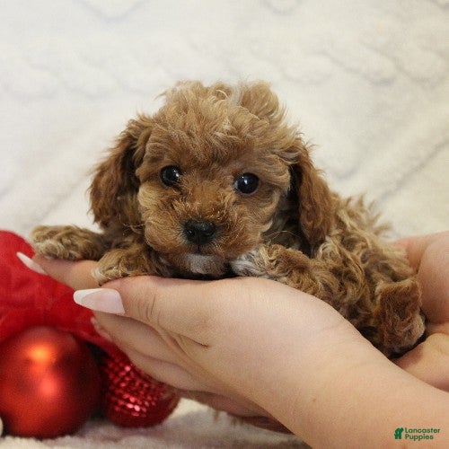 Toy Poodle dogs Glacier - Ad 19